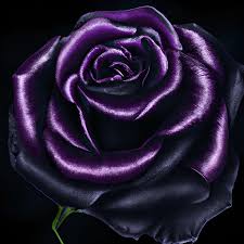 rose noire et violette hyper réaliste