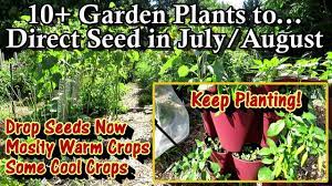 garden plants to direct seed in july