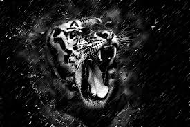 black tiger hd wallpaper