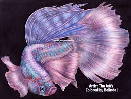 Siamese Fighting Fish Tim Jeffs Color With Faithfulgirl1978