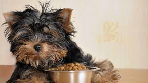 best food for yorkies what to feed
