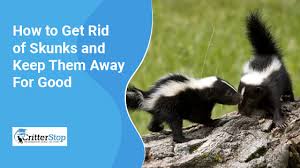 How To Get Rid Of Skunks And Keep Them