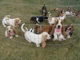 A $150 deposit will hold a puppy & $500 will be due at pickup (may 22). Akc Registered Basset Hound Puppies For Sale Sandyhill Basset Hounds