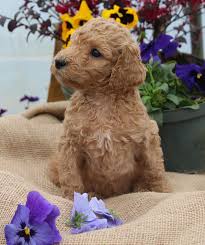 standard poodle and goldendodle puppies