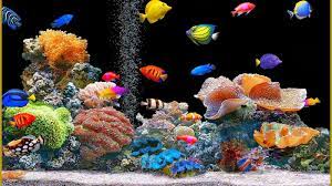 49 moving fish tank wallpaper
