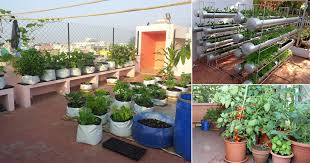 16 Terrace Vegetable Garden Ideas That