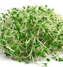 alfalfa sprouts health benefits and