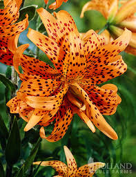 double flore tiger lily tiger lily double
