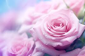 Pink Rose Wallpaper Flowers Beautiful