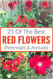 Red Flowers Perennials Annuals