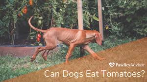 Can Dogs Eat Tomatoes Here S
