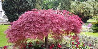 Dwarf Japanese Maple Trees