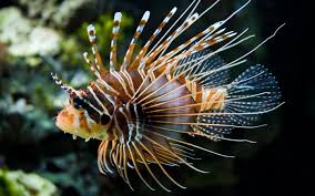marine fish wallpapers for