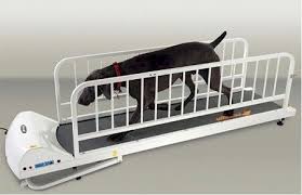 petrun pr725 dog treadmill for dogs up