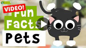 video pets cartoon fun facts