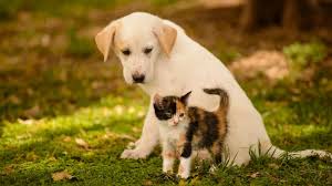 cute puppy and kitten wallpapers 58