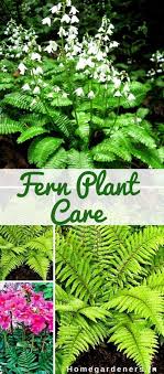 fern plant care how do you take care