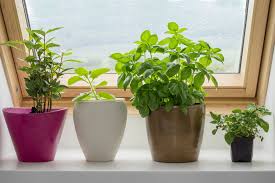 the essentials of windowsill herbs