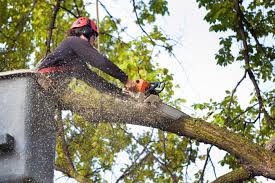 What is an Arborist? | Abundant Tree Care Services