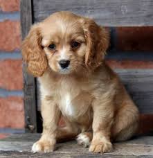 Use the petsmart store locator to find a store near you. Our Puppies For Sale Dog Breeders Pet Stores Long Island Ny Nyc Nj Ct Cavapoo Puppies Cavapoo Puppies For Sale Dog Breeder