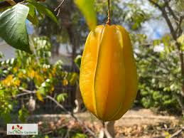 growing starfruit in your home garden