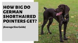 how big do german shorthaired pointers