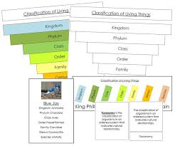 Six Kingdoms Of Life Classification Concepts Montessori