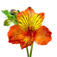Summer Flowers - Bellaflor Group Ecuador
