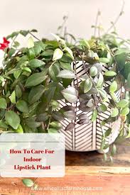 how to care for lipstick plant indoors