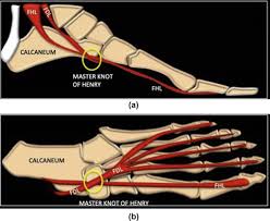 Foot mri anatomy ankle cross labeled plantar section extensor digitorum sectional bones atlas muscles nerves interossei dorsal ligament imaios imaging. Master Knot Of Henry Revisited A Radiologist S Perspective On Mri Clinical Radiology