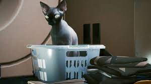 Cyberpunk 2077: So könnt ihr eine Katze adoptieren & mit in euer  Appartement nehmen (Guide)