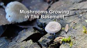 Stop Mushrooms From Growing In The