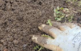 how to test your garden soil a
