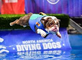 water loving dog loves jumping off