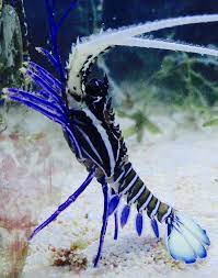seawater reef the blue jewelry lobster