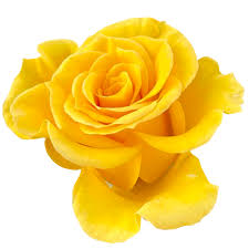 yellow rose flower 21286090 png