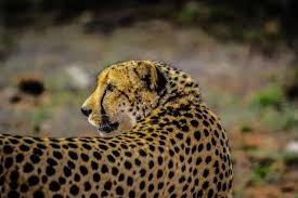20 cheetah background images free