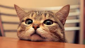 Cute Cat Pix | Pawsitive Potential