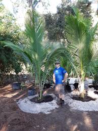coconut palm tree install
