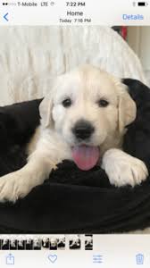 Puppies for sale from dog breeders near las vegas, nevada. Litter Of 9 Golden Retriever Puppies For Sale In Las Vegas Nv Adn 34775 On Puppyfinder Com Gender Male Age Golden Retriever Litter Puppies For Sale Puppies