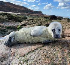 week old seal pup washes as in