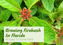 Yellow firecracker plant russelia equisetiformis 2.5 quart (5 x 7) roots plus 15 foliage flowering bush spring summer fall blooms. The Best Shrubs To Grow In Florida 19 Florida Friendly Shrubs
