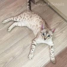 If they are formed more or. Silver Bengal Cat Genetic