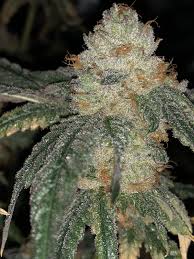 Wedding cake strain comes from two hybrid parents, bringing perfect balance to any celebration or at this time, thoughts may race and a person may become more aware of their surroundings. Ice Cream Cake Strain Top Birthday Cake Pictures Photos Images