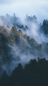misty forest trees clouds sky