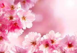 royalty free cherry blossom images