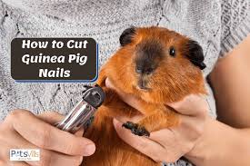 how to cut guinea pig nails step by