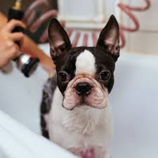 how often should you bathe your dog
