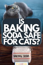 is baking soda safe for cats and can