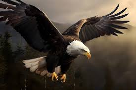 Uma águia careca voa na frente de uma montanha. | Foto Premium